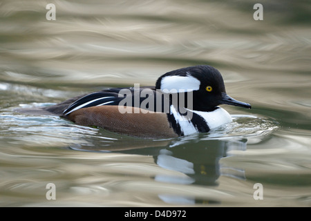 Hooded Merganser (Lophodytes cucullatus) in Augsburg Zoo, Germany Stock Photo