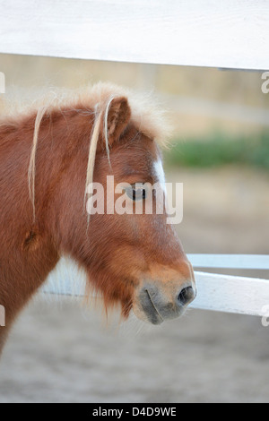 Shetland pony, portrait Stock Photo