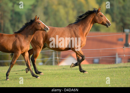 Two horses running on paddock Stock Photo