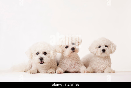 Identical dogs laying together Stock Photo