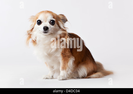 Dog sitting on floor Stock Photo