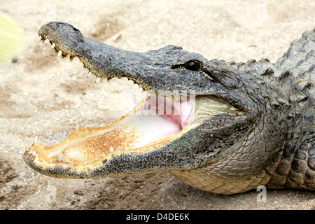 Alligator with Mouth Open Stock Photo