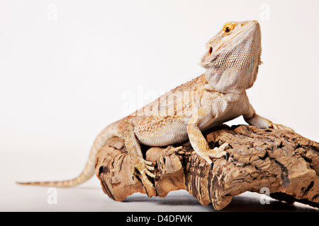 Lizard crawling on log Stock Photo