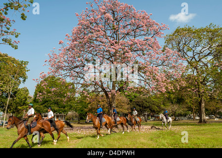 Exercising horses in the Queen's Park Savannah,Trinidad. Stock Photo