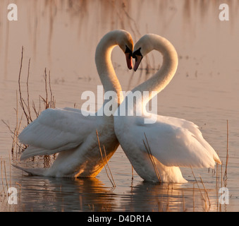 Courting Mute swans, Cygnus olor, performing a courtship ritual in evening light Stock Photo