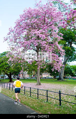 Beautiful Poui trees in the Queen's Park Savannah,Trinidad. Stock Photo