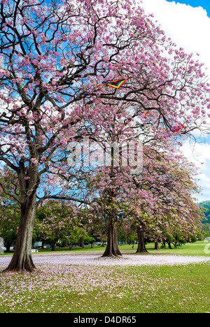 Beautiful Poui trees in the Queen's Park Savannah,Trinidad. Stock Photo