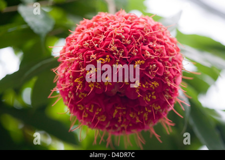 Brownea grandiceps rose of Venezuela Stock Photo