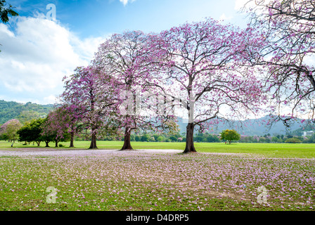 Beautiful Poui trees in the Queen's Park Savannah,Trinidad. Stock Photo