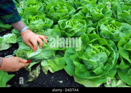 A farmhand harvests lettuce on Lake Constance island Reichenau, Germany, 22 April 2008. 120 farmers grow vegetable on 100 hectares of open land and further 40 hectares in greenhouses on the former monastery island. Each year 16,000 tons are brought to the markets. Lettuce, cucumbers, tomatoes and field salad from the island have recently been copyright protected by the EU. Photo: P Stock Photo