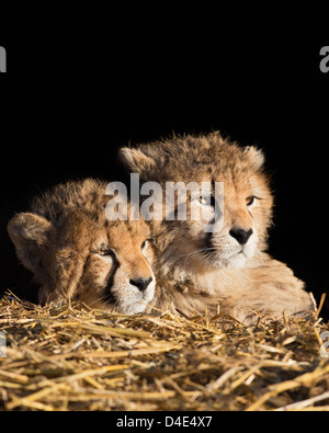 Two cheetah cubs (Acinonyx jubatus) lying on straw, black background. Stock Photo