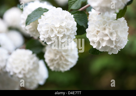 Japanese snowball bush - Viburnum Plicatum Stock Photo