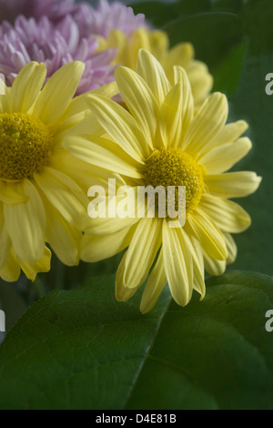 Yellow Chrysanthemum flowers on a green leaf background Stock Photo
