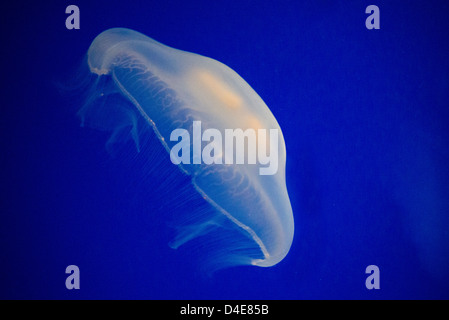 Moon Jellyfish on a deep blue background