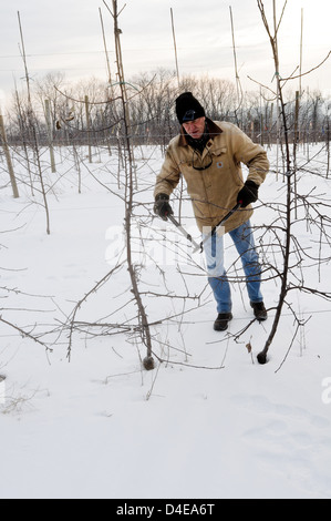 Pruning branches of apple tree in the winter, Upstate New York Stock Photo