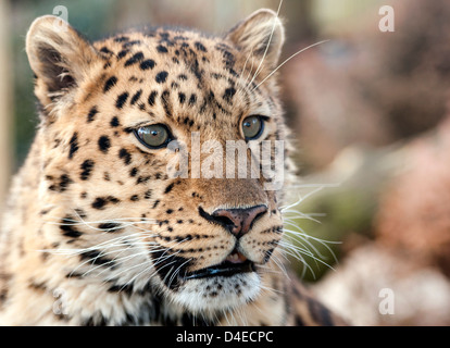 Male Amur leopard (close-up on eyes Stock Photo: 57220622 - Alamy