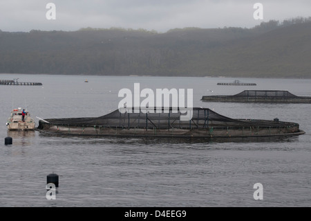 Fish farming enclosures in Macquarie Harbour, Tasmania Stock Photo