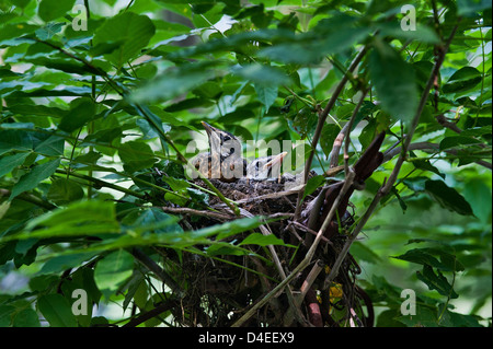 Robin chicks in nest. Stock Photo