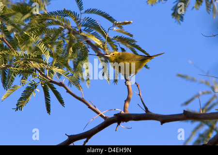 Orange-crowned Warbler (Leiothlypis celata) perched in a tree in Rancho Mirage, California, USA in January Stock Photo