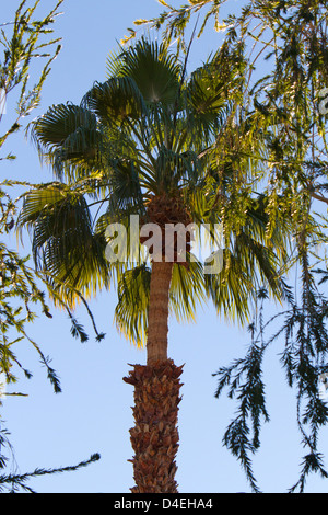 Date Palm Tree (Arecaceae) back-lit by the sun in Rancho Mirage, Riverside County, California, USA in January Stock Photo