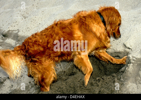 Golden retriever digging in sand Stock Photo