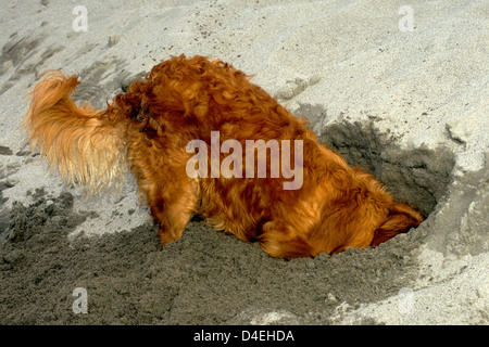 Golden retriever digging in sand Stock Photo