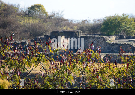 Guaje trees full of red seedpods in front of the ruins of Tomb 7, Monte Alban, Mexico Stock Photo