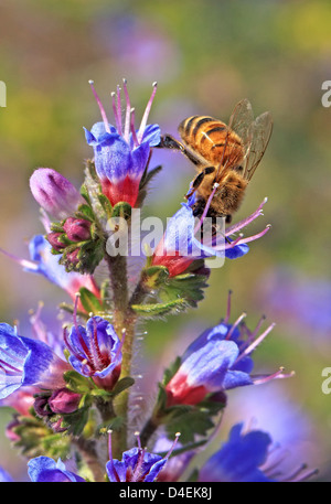 A honey bee gathers pollen, from a purple blossom. USA Bee name for flying insects of the superfamily Apoidea. Stock Photo