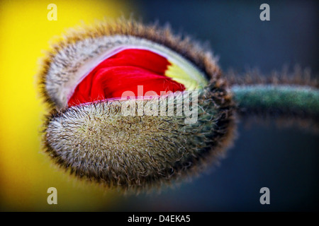 USA. Stock image of an red Iceland poppy bud, that is ready to bloom. Stock Photo