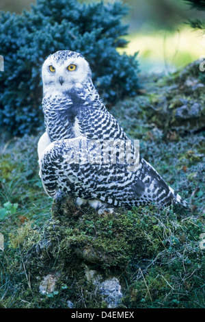 Schnee-Eule, Jungvogel (Nyctea scandiaca) Young Snowy Owl • Baden-Württemberg; Deutschland, Germany