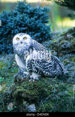 Schnee-Eule, Jungvogel (Nyctea scandiaca) Young Snowy Owl • Baden-Württemberg; Deutschland, Germany