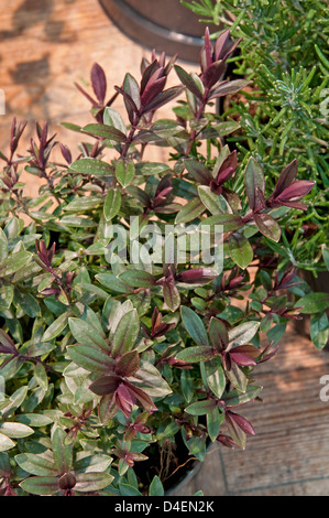 Hebe 'First Light'. Stock Photo