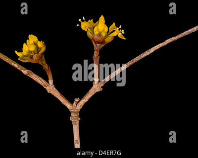 Cornus mas aka Cornelian cherry aka European cornel - blossom in spring Stock Photo