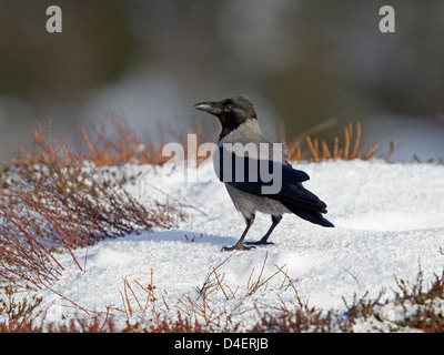 Hooded crow on ground in snow Stock Photo