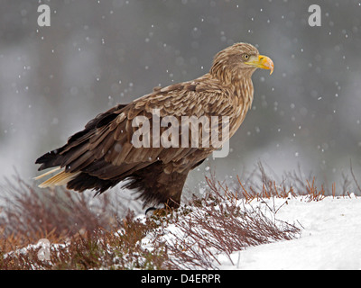 White-tailed sea eagle on ground in snow storm Stock Photo