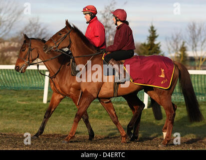 Cheltenham, UK. 13th March 2013. Horses are taken in the early morning light to the gallops on day two (Ladies Day) of the Cheltenham National Hunt Festival. Credit:  Action Plus Sports Images / Alamy Live News Stock Photo