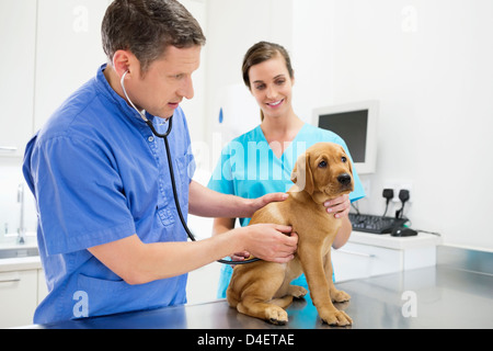 Veterinarian examining dog in vet's surgery Stock Photo