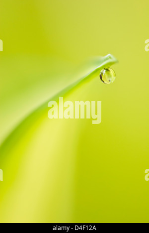Close up of water droplet on leaf Stock Photo