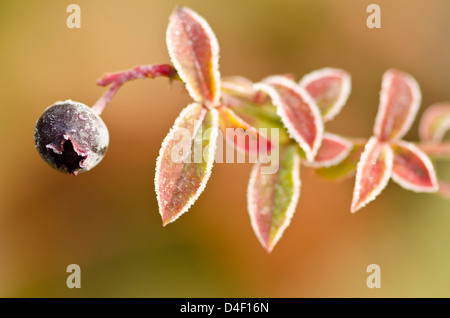 Close up of frosty blueberry plant Stock Photo