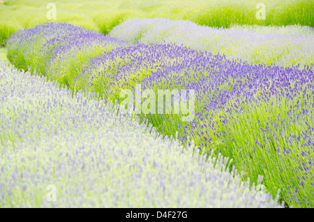 Lavender flowers growing in field Stock Photo