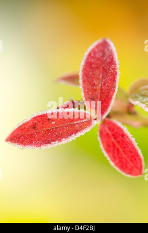Close up of frosty blueberry leaf Stock Photo