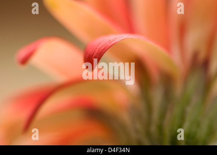 Close up of gerbera daisy petals