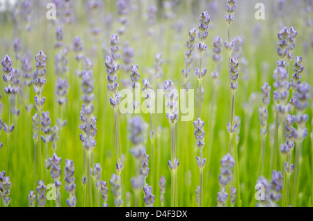 Close up of lavender growing in field Stock Photo