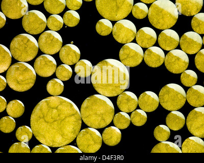 macro of yellow colored drops of oil in water, on black background Stock Photo