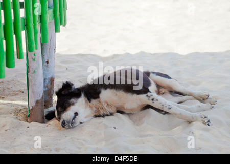 Landscape of a black and white street mongrel dog resting by a bright green fence in the shade on white sandy beach Stock Photo