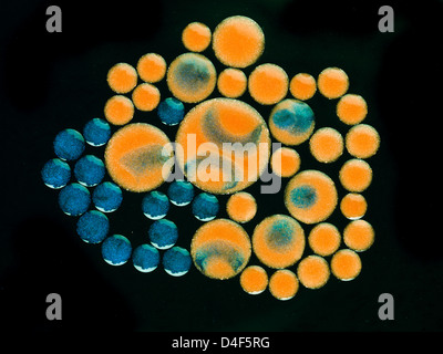 macro of group of orange colored pearlescent oil drops with blue insertions, on black background Stock Photo