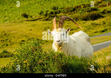 Goat on Great Orme above Llandudno North Wales Stock Photo