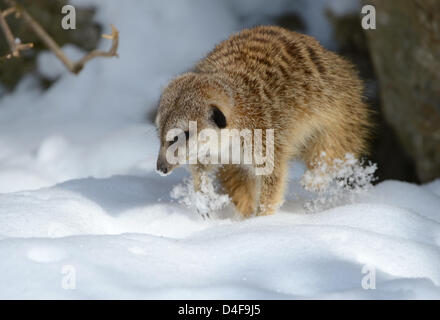 Kronberg, Germany. 13th March 2013. Three suricats sit in the warming sun within their snow-covered enclosure of the Opel Zoo in Kronberg. Winter weather has returned to Germany with snow and ice. Photo: ARNE DEDERT/dpa/Alamy Live News Stock Photo