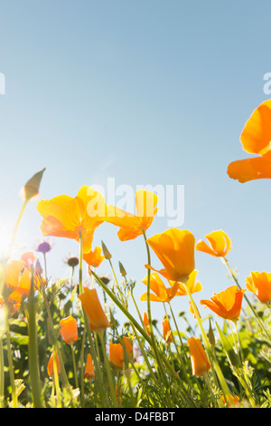 Beautiful summer scene with closeup of flowers in sunlight growing in garden Stock Photo