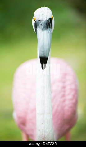 Kitsch garden ornament, pink flamingo standing in garden. Stock Photo